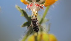 Austroscaeva melanostoma