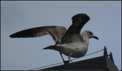Larus michahellis