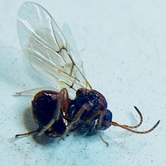 Cynipinae