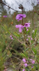Prostanthera galbraithiae