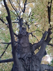 Acer saccharum