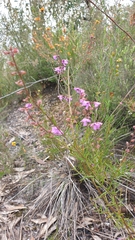 Prostanthera galbraithiae
