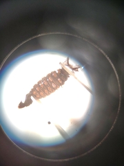 Athericidae