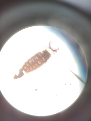 Athericidae