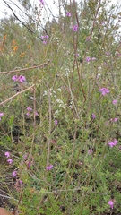 Prostanthera galbraithiae