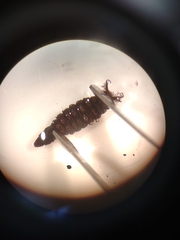 Athericidae
