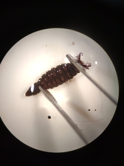 Athericidae
