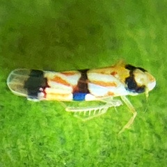 Erythroneura integra