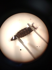 Athericidae