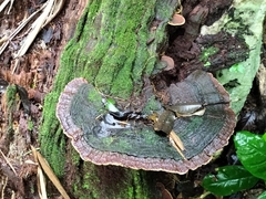 Porodaedalea