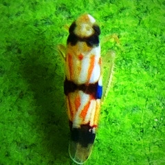Erythroneura integra