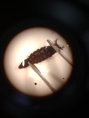 Athericidae