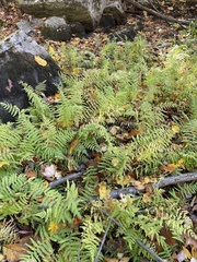 Thelypteris palustris