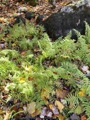 Thelypteris palustris