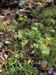 Thelypteris palustris