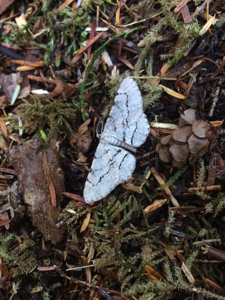 Stenoporpia pulmonaria satisfacta