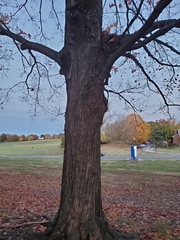 Acer saccharum