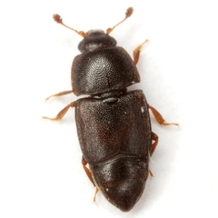 Caplothorax brevipennis