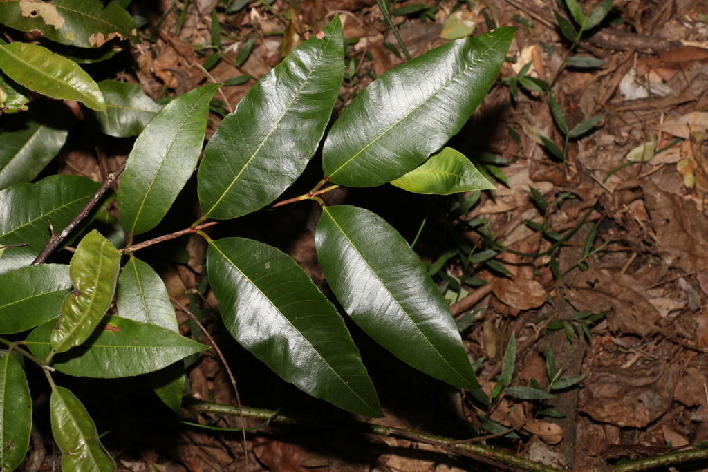Backhousia citriodora, Burpengary-Narangba, Queensland, Australia