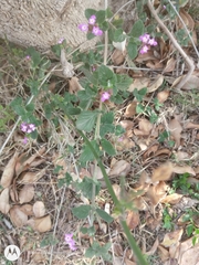 Lantana montevidensis