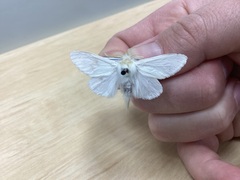 Trichiocercus sparshalli