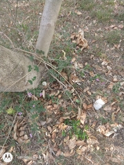 Lantana montevidensis