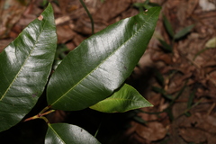 Backhousia citriodora