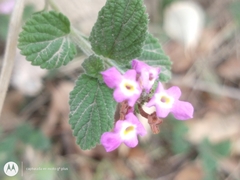 Lantana montevidensis