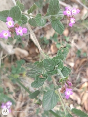 Lantana montevidensis