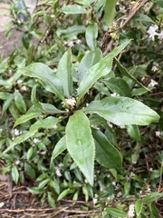 Myoporum petiolatum