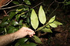 Backhousia citriodora