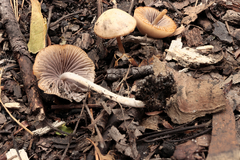 Psathyrella pseudogracilis