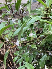 Myoporum petiolatum