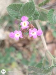Lantana montevidensis