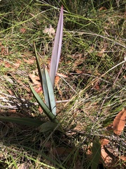 Dianella prunina