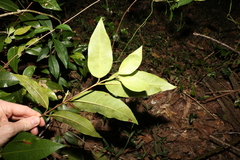 Backhousia citriodora