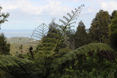 Cyathea medullaris