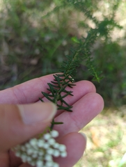 Ozothamnus