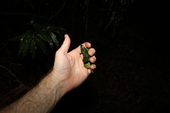 Backhousia citriodora