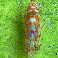 Dikrella maculata
