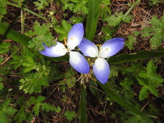 Weldenia volcanica