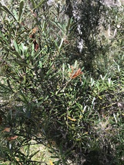 Lambertia formosa