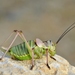 Western Saddle Bush-Cricket - Photo (c) Gilles San Martin, some rights reserved (CC BY-SA)