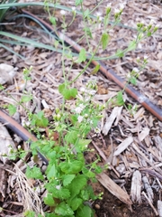 Ageratina havanensis