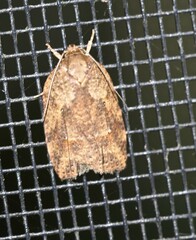 Thyromorpha stibaropis