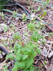 Ageratina havanensis