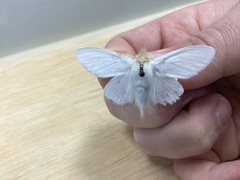 Trichiocercus sparshalli