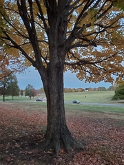 Acer saccharum