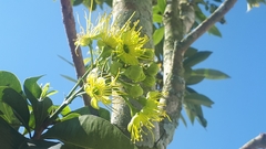 Xanthostemon chrysanthus