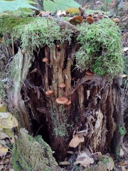 Kuehneromyces lignicola